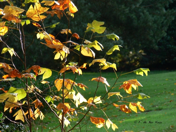 Bois des moutiers fall 2012 (63)